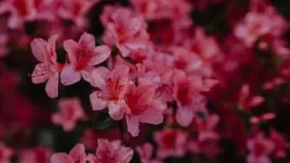 gsap.js图片层叠切换代码