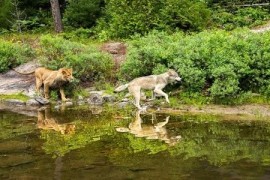 电影《狼与狮子》解说文案