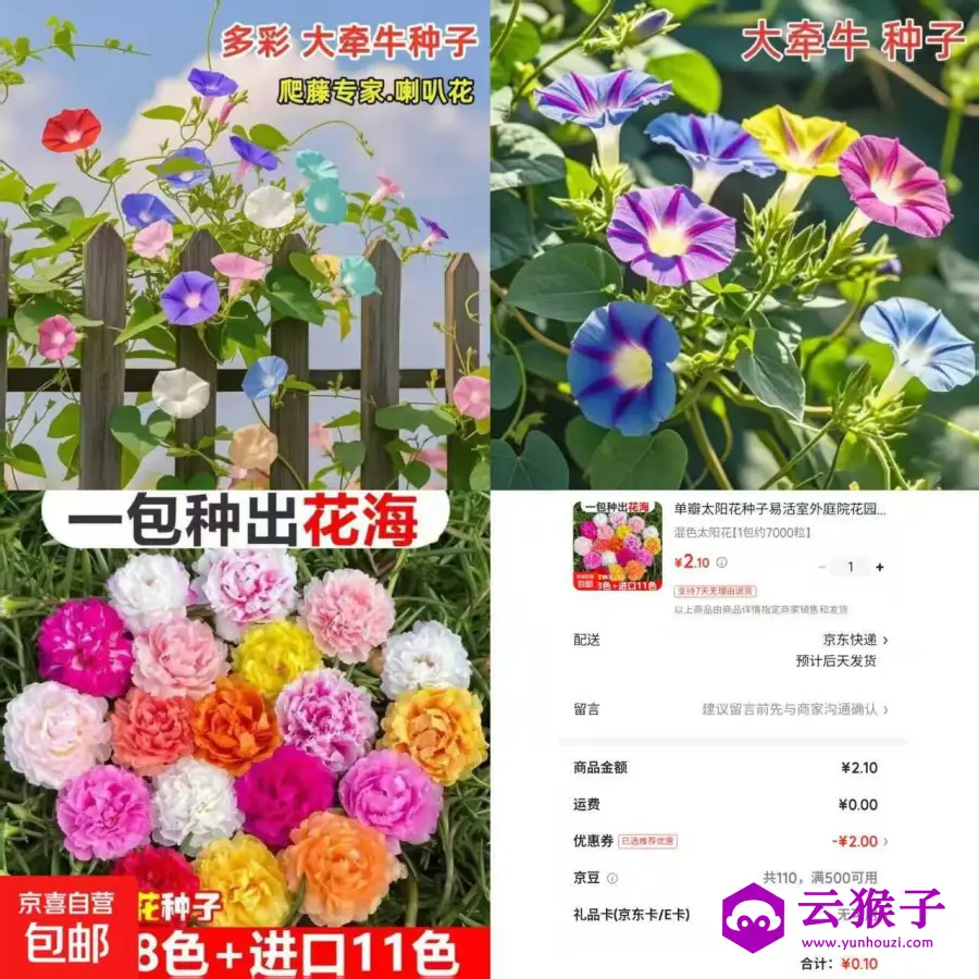 京东0.1太阳花种子约7000粒